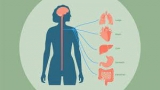 Exploring the Benefits and Functionality of Vagus Nerve Simulators: A Comprehensive Guide